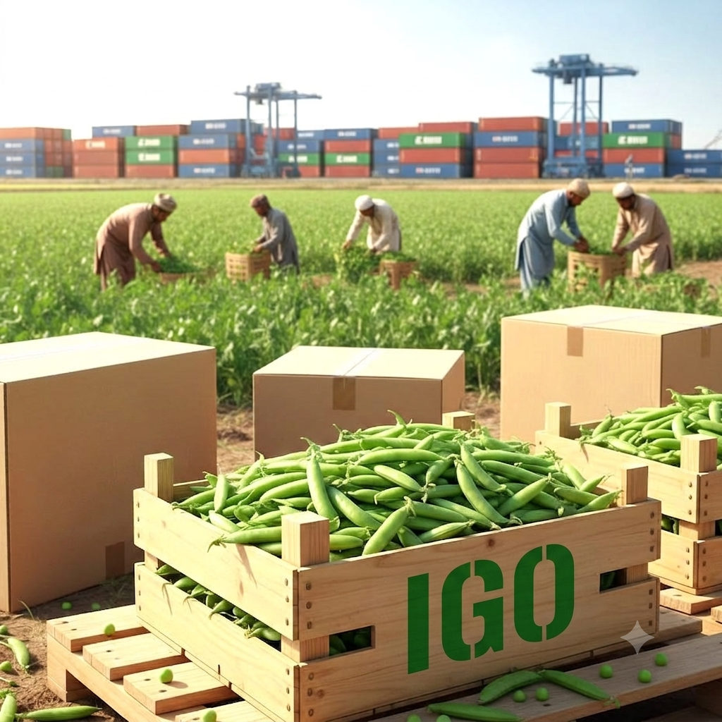 Global Logistics (FOB/CIF)